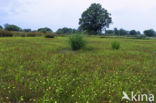 Lesser Spearwort (Ranunculus flammula)