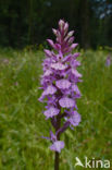 Spotted orchid (Dactylorhiza maculata)