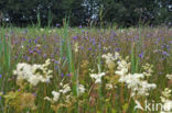 Blauwe zegge (Carex panicea)