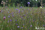 Blauwe Knoop (Nemophora minimella)