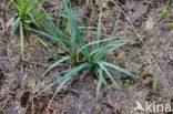 Blauwe zegge (Carex panicea)