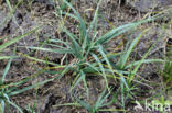 Blauwe zegge (Carex panicea)