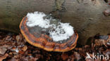 Red Banded Polypore (Fomitopsis pinicola)