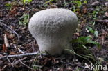 Ruitjesbovist (Calvatia utriformis)