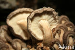 Shiitake (Lentinus edodes)