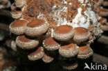 Shiitake (Lentinus edodes)