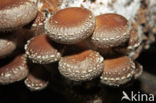 Shiitake (Lentinus edodes)