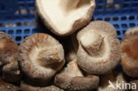 Shiitake (Lentinus edodes)