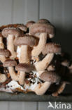 Shiitake (Lentinus edodes)