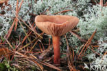 Peppery Milk-cap (Lactarius rufus)