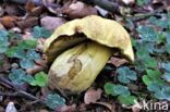 Narcisboleet (Boletus junquilleus)