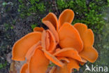 Grote oranje bekerzwam (Aleuria aurantia)
