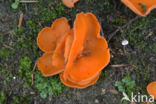 Grote oranje bekerzwam (Aleuria aurantia)