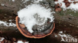 Red Banded Polypore (Fomitopsis pinicola)