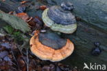 Red Banded Polypore (Fomitopsis pinicola)