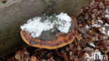 Red Banded Polypore (Fomitopsis pinicola)