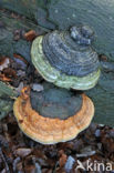 Red Banded Polypore (Fomitopsis pinicola)