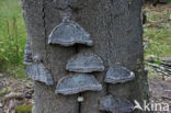 Echte tonderzwam (Fomes fomentarius)