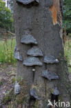 Echte tonderzwam (Fomes fomentarius)