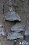 Echte tonderzwam (Fomes fomentarius)