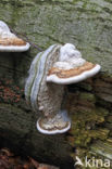 Echte tonderzwam (Fomes fomentarius)