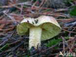 Yellow Knight (Tricholoma equestre)