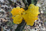 Yellow brain (Tremella mesenterica)