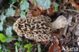 Common morel (Morchella esculenta)