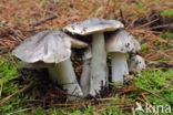 Glanzende ridderzwam (Tricholoma portentosum)