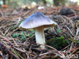 Glanzende ridderzwam (Tricholoma portentosum)