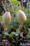 Goudgele plooiparasol (Leucocoprinus birnbaumii)