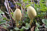 Goudgele plooiparasol (Leucocoprinus birnbaumii)