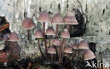 Burgundydrop bonnet (Mycena haematopus)