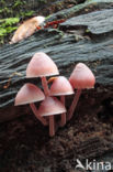 Burgundydrop bonnet (Mycena haematopus)