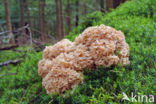 Wood Cauliflower (Sparassis crispa)