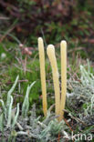 Moor Club (Clavaria argillacea)