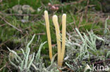 Moor Club (Clavaria argillacea)