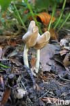 Holsteelkluifzwam (Helvella elastica)