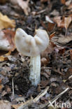 Witte kluifzwam (Helvella crispa)