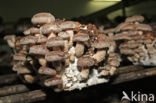 Shiitake (Lentinus edodes)