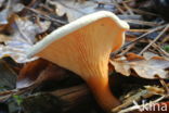 False Chanterelle (Hygrophoropsis aurantiaca)