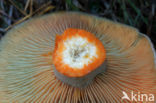 Smakelijke melkzwam (Lactarius deliciosus)