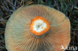 Smakelijke melkzwam (Lactarius deliciosus)