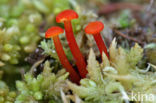 Waxcap (Hygrocybe coccineocrenata)