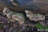 Auricularia mesenterica
