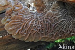 Viltig judasoor (Auricularia mesenterica)