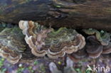 Auricularia mesenterica