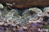 Auricularia mesenterica