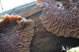 Auricularia mesenterica