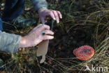 Vliegenzwam (Amanita muscaria)